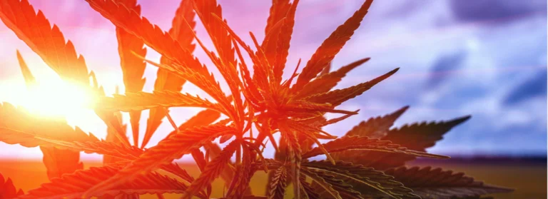 Cannabis at golden hour