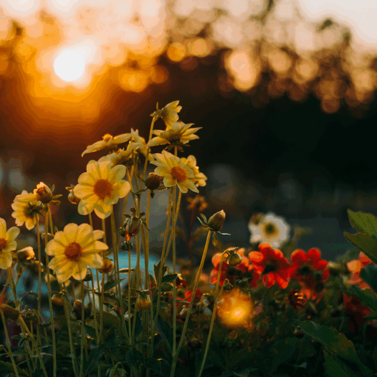 cannabis wellness rituals - flowers at golden hour