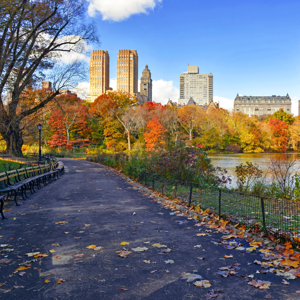 Fall in Manhattan - Central Park - Cannabis in the park