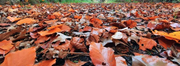 autumn leaves on the ground