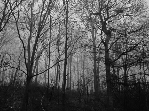 scary movie woods